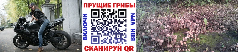 Галлюциногенные грибы мухоморы  Купить закладки  Черногорск 